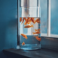 Đỗ Mỹ Linh avatar